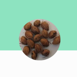 Areca Palm Seeds