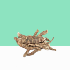 Dried Sweet Flag / Calamus Root / Vasambu