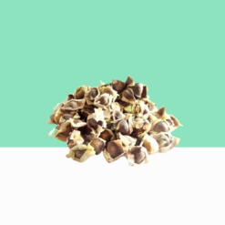 Drumstick Dried Seeds