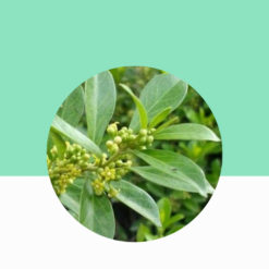 Gymnema Sylvestre / Sirukurinjan /Gurmar