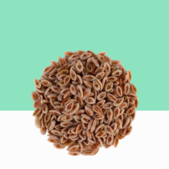 Isabgol seeds