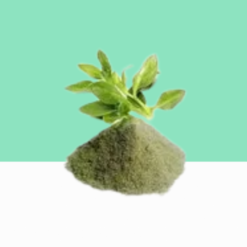 Nilavembu Powder 1 kg / Andrographis Panicultata Powder