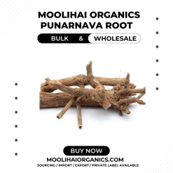 Punarnava Root /Saranai Ver Powder 1 kg