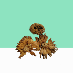 Sago Palm / Madhana Kaama Flower