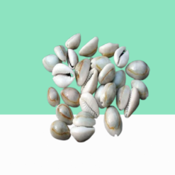 Seashells 1 kg