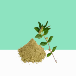 Snake Weed Powder  /Euphorbia Hirta Powder/ Amman Pacharisi 1 kg