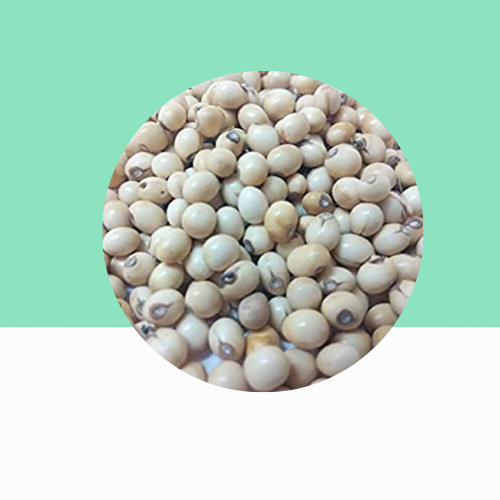 White Coral Bead Vine