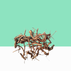 Sithramoola Ver / White Leadwort Root/ Chitrakmool Plumbago Zeylanica Herb