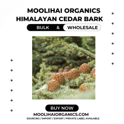Himalayan Cedar Bark/ Devadari/ Cedrus Deodara