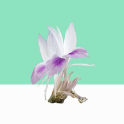 Bhumi Champa/Flower of the earth/Kaempferia Rotunda– Bulk/Wholesale