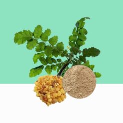 Boswellia Serrata Herbal Extracts /Indian Frankincense -Bulk/Wholesale