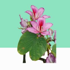Camel's Foot Tree / Bauhinia Purpurea -  Bulk / Wholesale