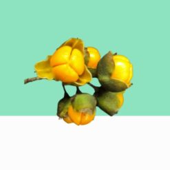 Celastrus Paniculatus- Bulk/Wholesale