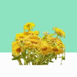 Elecampane/Inula Racemosa– Bulk/Wholesale