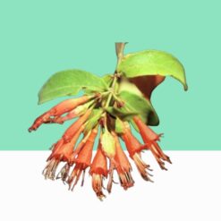 Fire-Flame Bush / Woodfordia Fruticosa – Bulk / Wholesale