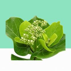 Headache Tree / Premna Integrifolia Dried Leaves -  Bulk / Wholesale