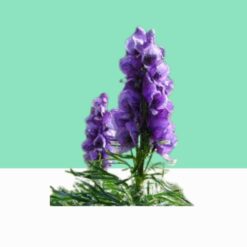 Indian Aconite/ Aconite Bachnag Aconitum Ferox- Bulk / Wholesale