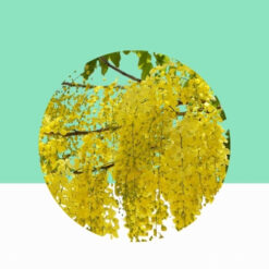 Indian Laburnum/Cassia Fistula - Bulk / Wholesale