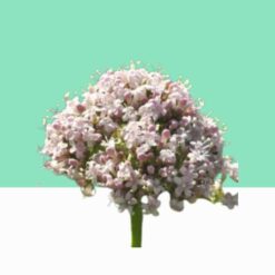 Indian Valerian/Valeriana wallichii-  Bulk / Wholesale