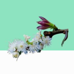 Lodh Tree/Symplocos Racemosa - Bulk / Wholesale