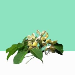 Varun/Crataeva Nurvala/Maavilingam – Bulk/Wholesale