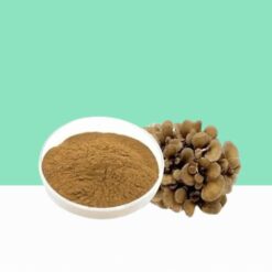 Maitake Mushroom Extract / Grifola Frondosa - Bulk/ Wholesale