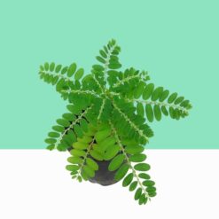 Phyllanthus Amarus