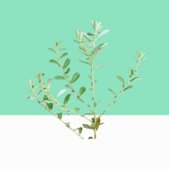 Phyllanthus Maderaspatensis- Bulk/Wholesale