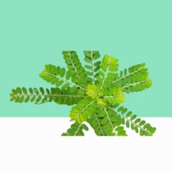 Phyllanthus Amarus/Bhumi amla - Bulk/Wholesale