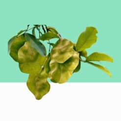 Vijaysar/Pterocarpus Marsupium- Bulk / Wholesale