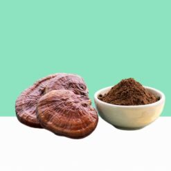 Reishi Mushroom Extract / Ganoderma lucidum -Bulk / Whole Sale