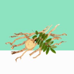 Tongkat Ali /Eurycoma Longifolia -Bulk/ Wholesale