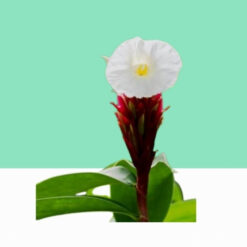 Wild Ginger / Costus Speciosus -  Bulk / Wholesale