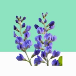 Wild Indigo/Sharpunkha Purple Tephrosia-  Bulk / Wholesale