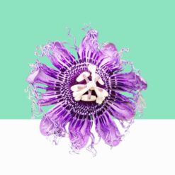 Wild Passion Flower / Passiflora Incarnata -  Bulk / Wholesale