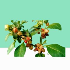 Ashwagandha Indian Ginseng or Winter Cherry/Withania Somnifera - Bulk/Wholesale