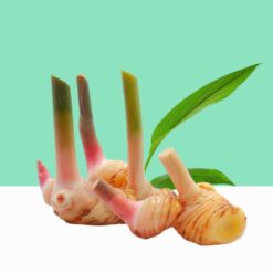 Thai ginger/Kaempferia Galanga powder-  Bulk / Wholesale